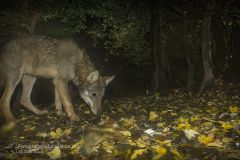 lupo_canis_lupus_italicus_apennine_wolf-2