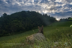 lupo_canis_lupus_italicus_apennine_wolf-3