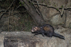 puzzola_mustela_putorius_European_polecat