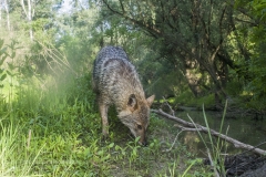 sciacallo_dorato_canis_aureus_jackal