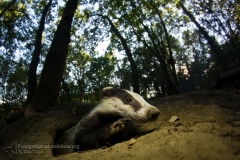 tasso_meles_meles_european_badger-1