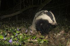 tasso_meles_meles_european_badger-2