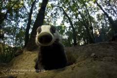 tasso_meles_meles_european_badger-3