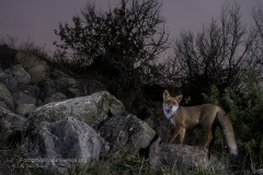 volpe_vulpes_vulpes_redfox-1