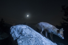 volpe_vulpes_vulpes_redfox-3