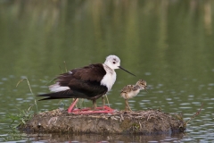 Cavaliere d'Italia, Himantopus himantopus, Black-winged stilt, cigüeñuela común, Stelzenläufer, Échasse blanche,