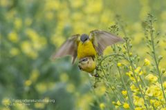 Cutrettola, Motacilla flava, Yellow Wagtail, lavandera boyera, Schafstelze, Bergeronnette printanière,