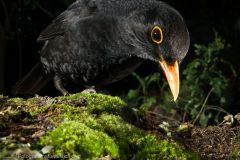 Merlo, turdus merula, eurasian blackbird, Merle noir, Amsel , mirlo común