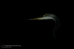 Airone cenerino, ardea cinerea, gray heron, graureiher, garza real, heron cendre