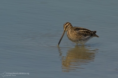 beccaccino, gallinago gallinago, common snipe, Dobbeltbekkasin,