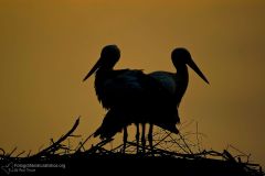 "cicogna bianca" "ciconia ciconia" "white stork" "ciguena blanca" "cigogne blanche"