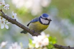 Cinciarella, parus caeruleus, Cyanistes caeruleus,  Blaumeise, herrerillo común, herrerillo común