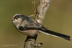 Codibugnolo, Aegithalos caudatus, Long-tailed Tit, Long-tailed Bushtit, Long-tailed Bushtit, mito "Mésange à longue queue