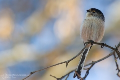 Codibugnolo, Aegithalos caudatus, Long-tailed Tit, Long-tailed Bushtit, Long-tailed Bushtit, mito "Mésange à longue queue