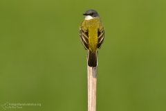 Cutrettola, Motacilla flava, Yellow Wagtail, lavandera boyera, Schafstelze, Bergeronnette printanière,