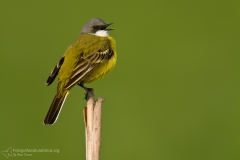 Cutrettola, Motacilla flava, Yellow Wagtail, lavandera boyera, Schafstelze, Bergeronnette printanière,