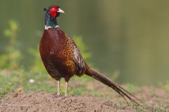 fagiano, phasianus colchicus, common pheasant, fasan, faisan vulgar, decolchide