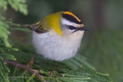 Fiorrancino, regulus ignicapillus, firecrest Sommergoldhähnchen, reyezuelo listado, Roitelet à triple bandeau