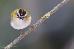 Fiorrancino, regulus ignicapillus, firecrest Sommergoldhähnchen, reyezuelo listado, Roitelet à triple bandeau