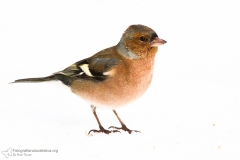 fringuello, fringilla coelebs, chaffinch, Buchfink, pinzón vulgar, pinson des arbres,