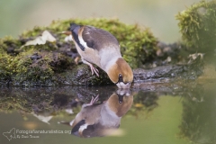 Frosone, Coccothraustes coccothraustes, Kernbeißer, Gros-bec, casse-noyaux, pipitero comun,