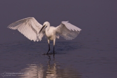 garzetta "egretta garzetta" "little egret" seidenreiher "garceta comun" "aitrette garzette"