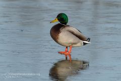 "germano reale" "anas platyrhynchos" mallard stockente anade azulon