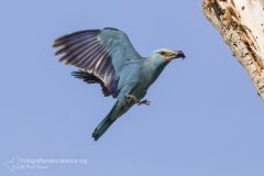 Ghiandaia marina, Coracias garrulus, european roller, blauracke, carraca, rollier europe,