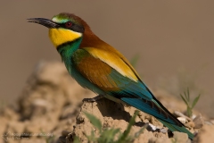 Gruccione, Merops apiaster, bee eater, bienenfresser,  abejaruco, guepier,