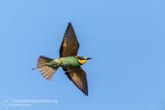 Gruccione, Merops apiaster, bee eater, bienenfresser,  abejaruco, guepier,