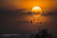 oca selvatica, anser anser,  greylag graugans, ansar comun, Oie cendrée