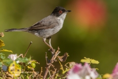 occhiocotto, sylvia melanocephala, sardinian warbler, curruca de cabeza negra