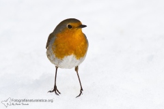 Pettirosso, erithacus rubecula, european robin, Rotkehlchen, petirrojo europeo, Rouge-gorge familier,