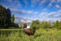 fagiano, phasianus colchicus, common pheasant, fasan, faisan vulgar, decolchide