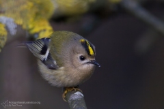 regolo "regulus regulus" goldcrest Wintergoldhähnchen "reyezuelo sencillo" "Roitelet huppé"