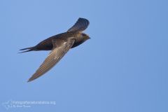 Rondone, apus apus, common swift, Mauersegler, vencejo común, Martinet noir