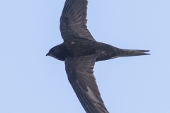 Rondone, apus apus, common swift, Mauersegler, vencejo común, Martinet noir