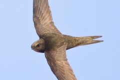 Rondone, apus apus, common swift, Mauersegler, vencejo común, Martinet noir