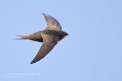 Rondone, apus apus, common swift, Mauersegler, vencejo común, Martinet noir