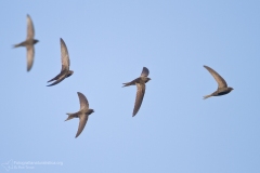 Rondone, apus apus, common swift, Mauersegler, vencejo común, Martinet noir