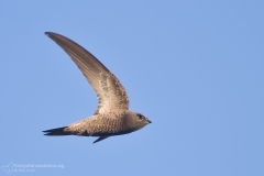 "rondone pallido" "apus pallidus" "pallid swift" "vencejo pálido" "Martinet pâle" Fahlsegler -4b