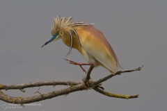 sgarza ciuffetto, ardeola rallide, squacco, heron, rallenreiher, garcila cangrejera-4