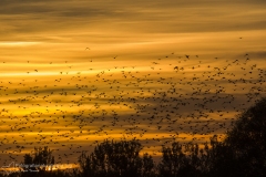 Storno (Sturnus vulgaris) - Common Starling