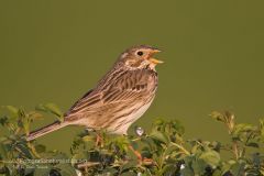 Strillozzo, Miliaria calandra, corn bunting, escribano triguero,