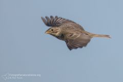 Strillozzo, Miliaria calandra, corn bunting, escribano triguero,