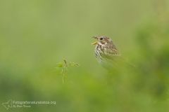 Strillozzo, Miliaria calandra, corn bunting, escribano triguero,