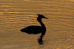 "svasso maggiore" "podiceps cristatus" "great crested grebe" "somormujo lavanco" Haubentaucher "Grèbe huppé"-35