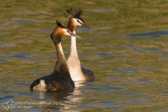 "svasso maggiore" "podiceps cristatus" "great crested grebe" "somormujo lavanco" Haubentaucher "Grèbe huppé"