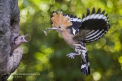 Upupa, Upupa epops, hoopoe, abubilla, Wiedehopf, Huppe fasciée, -