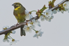 zigolo nero, emberiza cirlus, cirl bunting, escribano soteno-2c